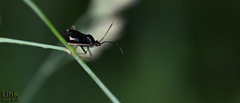 Deraeocoris ater