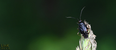 Deraeocoris ater