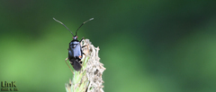 Deraeocoris ater