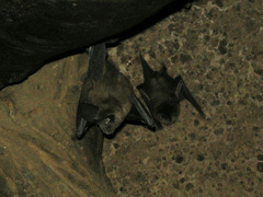 Hipposideros