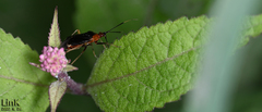 Deraeocoris ater
