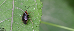 Deraeocoris ater
