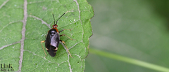 Deraeocoris ater