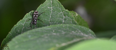 Scudderocoris albomarginatus