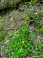 Noccaea macrantha