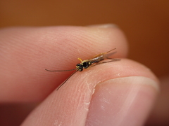 Hymenoptera