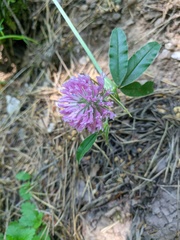 Trifolium alpestre