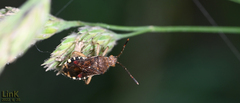 Rhopalus sapporensis
