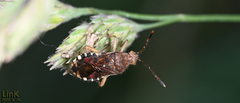 Rhopalus sapporensis