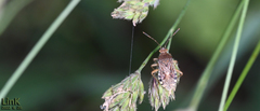 Rhopalus sapporensis