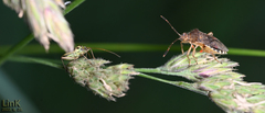Rhopalus sapporensis