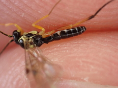 Hymenoptera