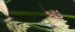 Rhopalus sapporensis