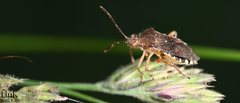 Rhopalus sapporensis