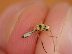 Hymenoptera