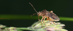 Rhopalus sapporensis