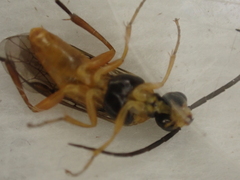 Tenthredinidae