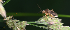 Rhopalus sapporensis