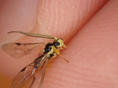 Hymenoptera