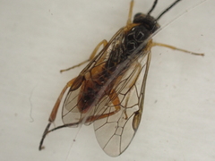 Tenthredinidae