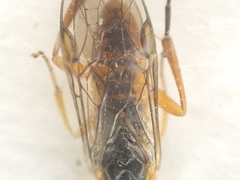 Tenthredinidae