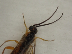 Tenthredinidae