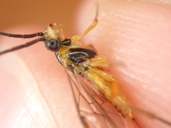 Tenthredinidae