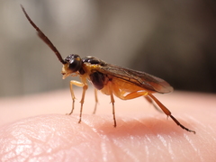 Tenthredinidae