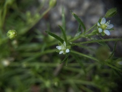 Sagina japonica