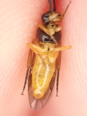 Tenthredinidae