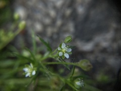 Sagina japonica