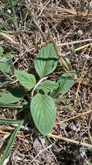 Heliotropium hirsutissimum