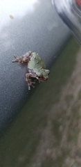 Hyla avivoca