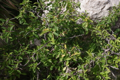 Prunus webbii