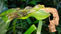 Phyllomedusa distincta