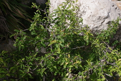 Prunus webbii