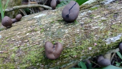 Fungi