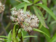 Chromolaena christieana