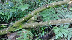 Fungi