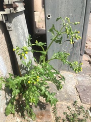 Senecio vulgaris