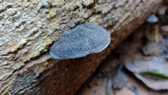 Fungi