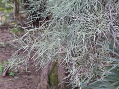 Prosopis kuntzei