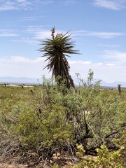 Yucca treculiana