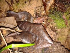 Fungi