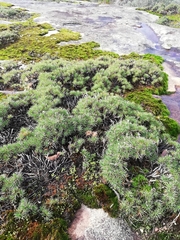 Borya sphaerocephala