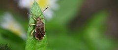 Rhopalus sapporensis