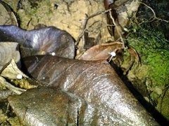 Fungi