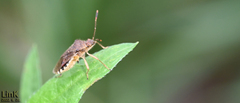 Rhopalus sapporensis