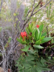 Lobostemon sanguineus