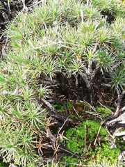 Borya sphaerocephala